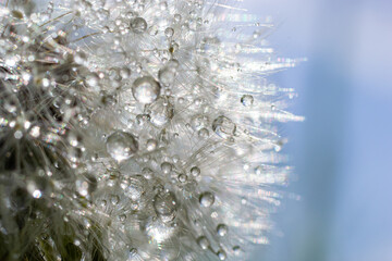 Water droplets on a Dandelion flower macro close-up morning sunshine with bokeh lights. Dandelion seed with reflection