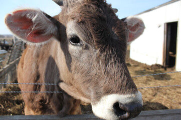 Photo, cow's face, portrait. High quality photo