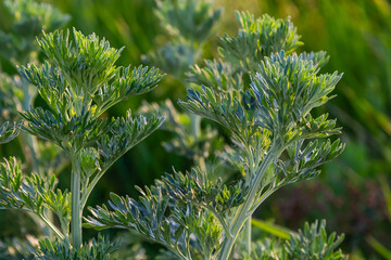 Silver green Wormwood leaves background. Artemisia absinthium, absinthe wormwood plant in herbal...