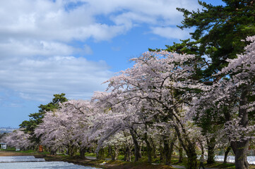 桜咲く清川陣屋