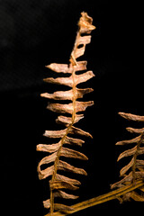 Dry fern tip with black background in vertical macro