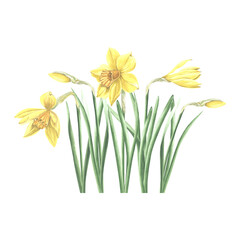 Daffodil flowers isolated composition. Landscaping plant, spring yellow narcissus. Hand drawn watercolor botanical illustration. Template for greeting card, Mothers day, Easter, textile, scrapbooking.