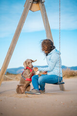 Young girl sitting on a swing on the beach plays with her Weimaraner dog. Braco de Weimar happy with young woman on the beach, sitting waiting. - 781311485