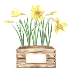 Yellow daffodils in crate with soil and sign. Landscaping plants, spring narcissus. Hand drawn watercolor illustration, isolated composition. Template for greeting card, packaging, sticker, printed.