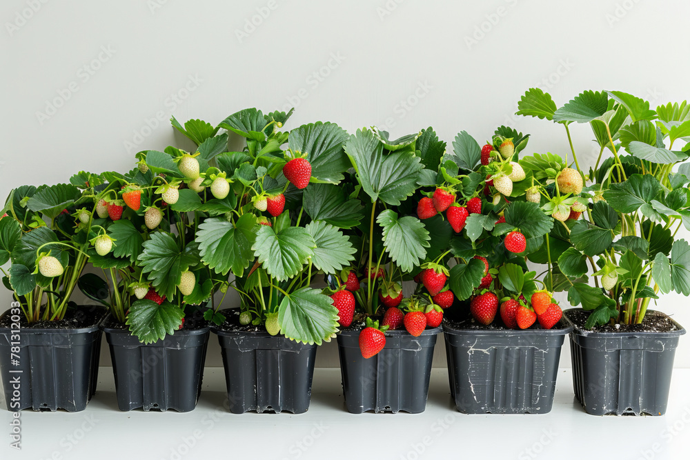 Poster several potted plants are arranged neatly on a table in a bright room