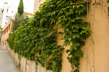 House wall greenery in Sant Augustí, Mallorca