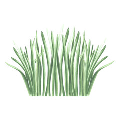 Bunch of green grass. Landscaping spring plant, lawn. Hand drawn watercolor illustration, isolated composition herb. Cartoon meadow plant drawing. Template for greeting card, sticker, package, printed