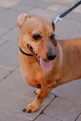 Close up of a Small Dachshund Dog