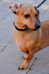 Small Brown Dog Standing on Top of Sidewalk