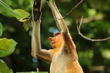 The monkey swings agilely through the trees, its mischievous eyes gleaming with curiosity and...