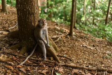 A mischievous primate swinging through trees, curious eyes gleaming, playful antics enlivening the...