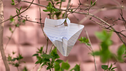 A paper airplane hang on a branch. A symbol of unfulfilled hopes.