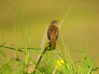 エゾカンゾウの蕾に止まるシマセンニュウ