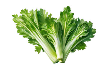 Celery pattern isolated. PNG transparency. Isolated on transparent background.