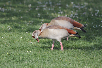 Egyptian goose eating grass closeup - 781316677