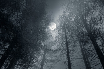 Forest full moon