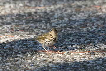 oive backed pipit in a field