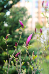 Fototapeta premium Purple Magnolia Flowering Plant Close-Up