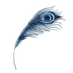 Peacock feather watercolor illustration. Hand drawn painting on transparent background. Indigo Blue monochrome beauty and wealth symbol for fashion clothes, tattoos, printing and pattern designs