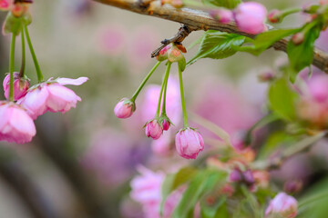 Sakura Pink Flowers Blooming on Tree Branches