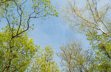 Blue sky with clouds in a frame of tree crowns. View from the bottom of the treetops. beautiful...