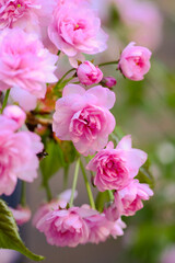 Fototapeta na wymiar Sakura Pink Flowers Blooming on Tree Branches