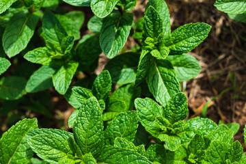 Mint in a garden, wonderful aromatic plant for the kitchen, mentha spicata