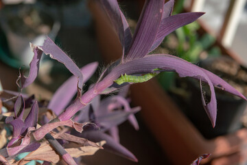a green worm clearly visible on dark pink or purple leaves, it feeds on a plant, gnawing at its...