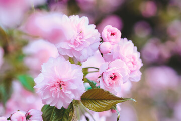 Cluster of Pink Sakura Flowers With Green Leaves - 781323076