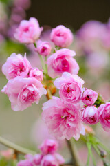 Obraz na płótnie Canvas Blooming Pink Flowers, Sakura Blooming Backgorund