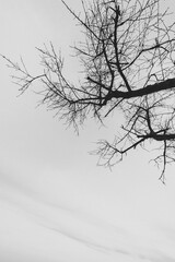 A tree with branches without leaves on a blue sky background. Dramatic sky over the old lonely tree. place for text. Black and white photo