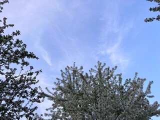 blossoming apple tree, nature background, wallpapper
