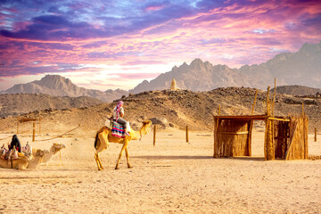 Kamel Austritt, Wüste in Ägypten in der Nähe von Safaga, Afrika