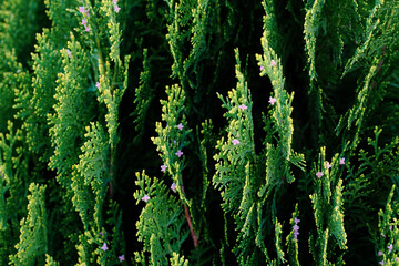 Large Group of Green Plants With Purple Flowers