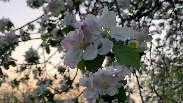 blossoming apple tree, nature background, wallpapper
