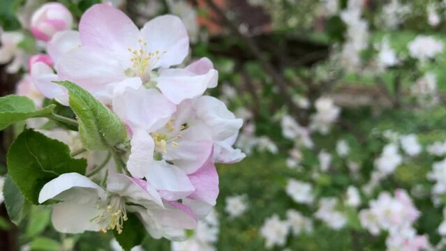 blossoming apple tree, nature background, wallpapper
