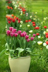 różowe, fioletowe i czerwone tulipany w donicach, wiosenne kompozycje