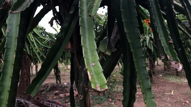 non-bearing dragon fruit plant on the farm that is on the verge of withering. tracking shot