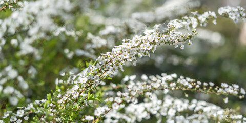 Spring and summer background of white tiny flower blossom bloom, Thunberg spirea, Spiraea thunbergii, thunderberg's meadow sweet bush with wiry twig branch in garden with blurry foreground
