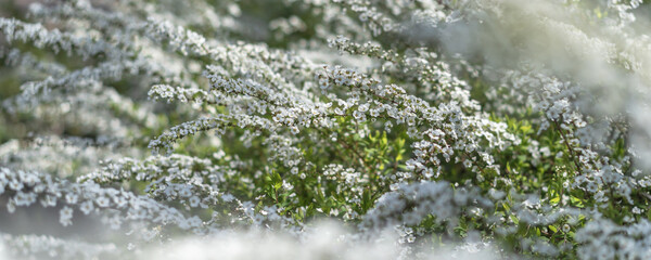 Spring and summer background of white tiny flower blossom bloom, Thunberg spirea, Spiraea...