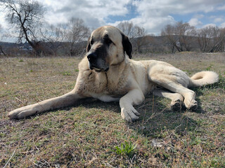 kangal dog