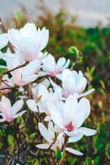 White Magnolia Flowers Blooming on a Tree With Green Leaves