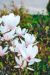 White Magnolia Flowers Blooming on a Tree With Green Leaves - 781328299
