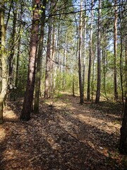 path in autumn forest