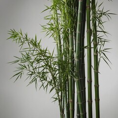 Fototapeta premium Cluster of bamboo stalks stands tall, their green hue vibrant against muted background. Bamboos slender, elongated bodies segmented with nodes at regular intervals.
