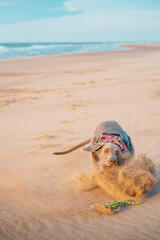A young Weimar Braque plays on the beach. Weimaraner dog plays with a toy lifting up all the sand...