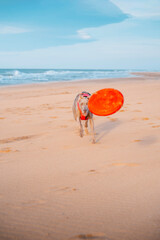 A young Weimar Braque plays on the beach. Weimaraner dog runs after a Frisbee in the sand and...