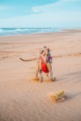 A young Weimar Braque plays on the beach. Weimaraner dog plays with a toy lifting up all the sand...