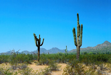 San Tan Mountains Sonora Desert Arizona On Film - 781330011