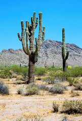 San Tan Mountains Sonora Desert Arizona On Film - 781330041